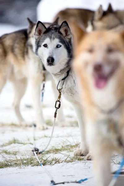 そり犬レース — ストック写真