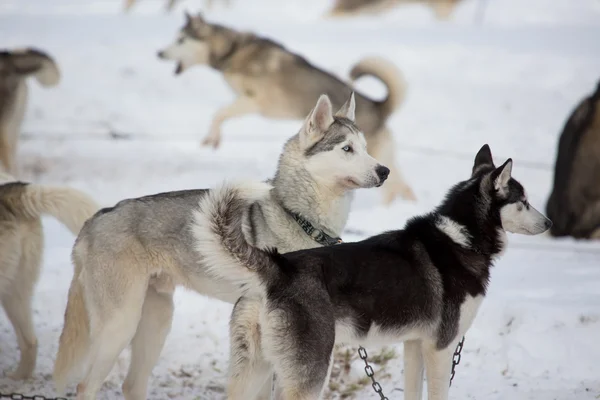 Sled Dog Racing — Stock Photo, Image