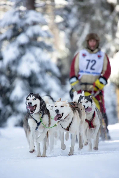 Hundekjøring med slede – stockfoto