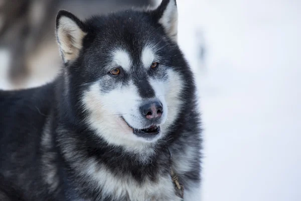 Sled Dog Racing — Stock Photo, Image