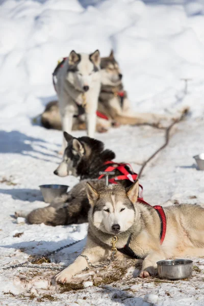 Slädhund racing — Stockfoto