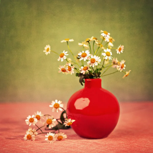 Camomile — Stock Photo, Image