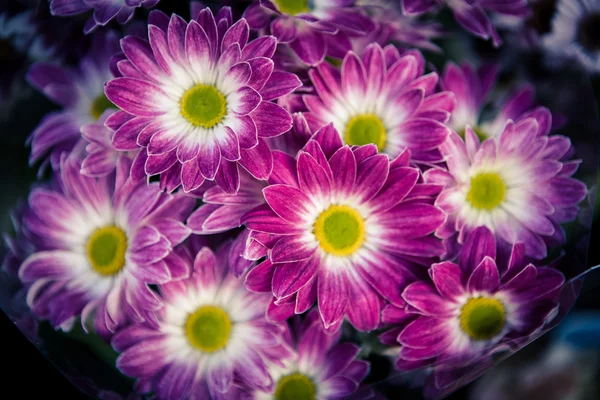 Aster amellus — Stockfoto