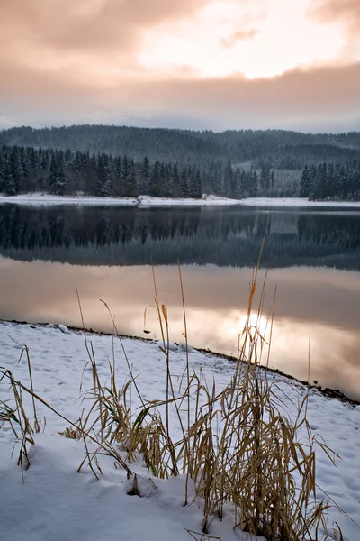 Night forest — Stock Photo, Image