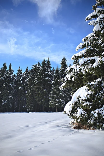 Forest — Stock Photo, Image