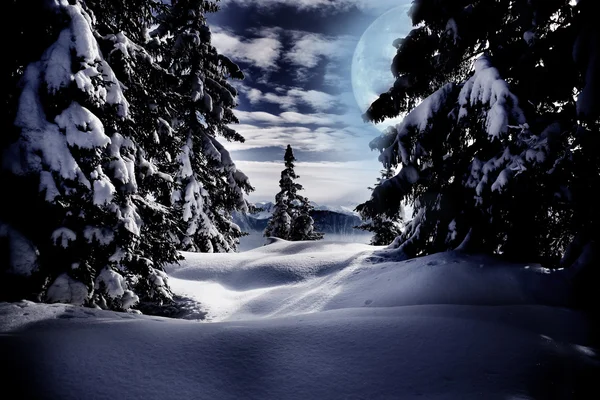 夜の冬の森 — ストック写真