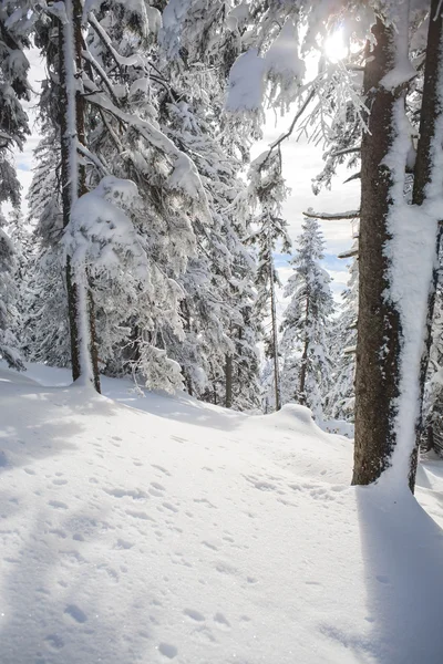 Szczyt Schneeberg — Zdjęcie stockowe