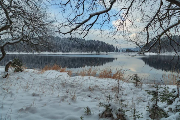 Floresta Inverno Lago Manhã Cedo — Fotografia de Stock