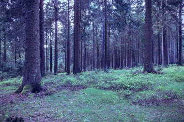 Sabah yemyeşil orman