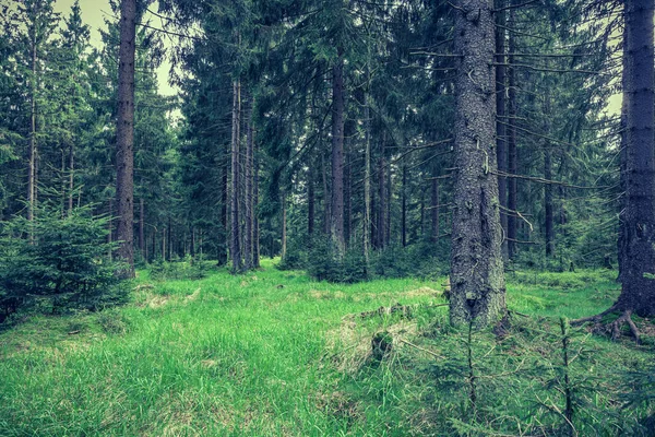 Evergreen Forest Morning — Stock Photo, Image