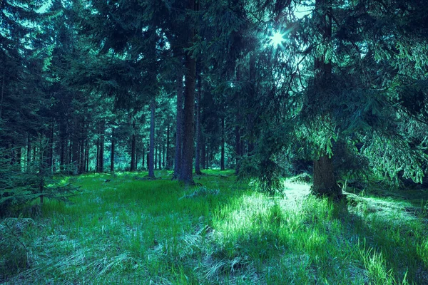 Immergrüner Wald Morgen — Stockfoto