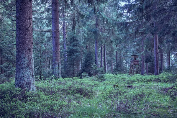 Immergrüner Wald Morgen — Stockfoto
