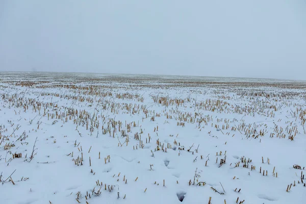 Wintry Landscape Diffuse Light Germany — Foto Stock