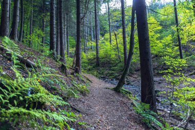 Sabah yemyeşil orman