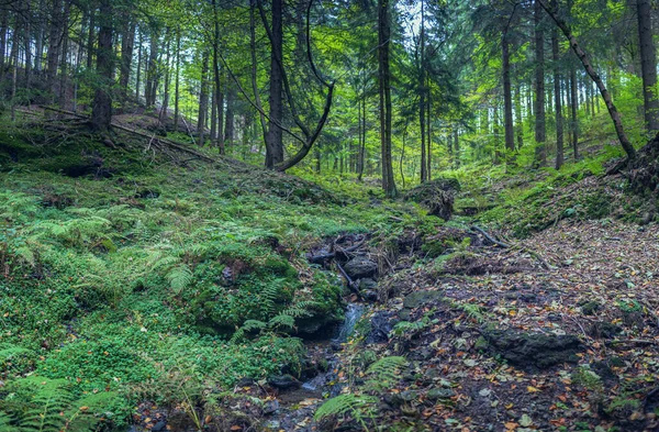 Forêt Sempervirente Matin — Photo