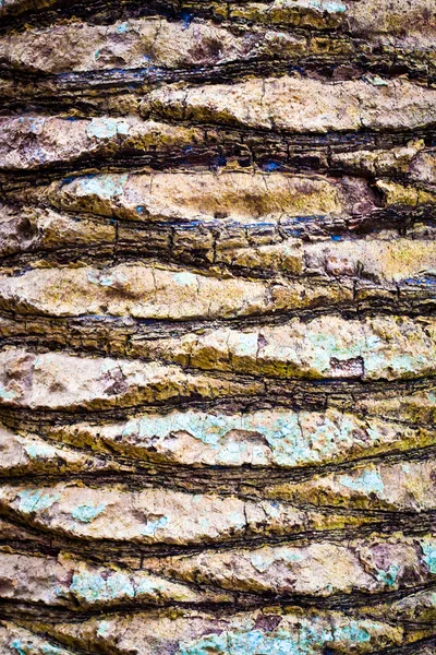 Древесная кора — стоковое фото