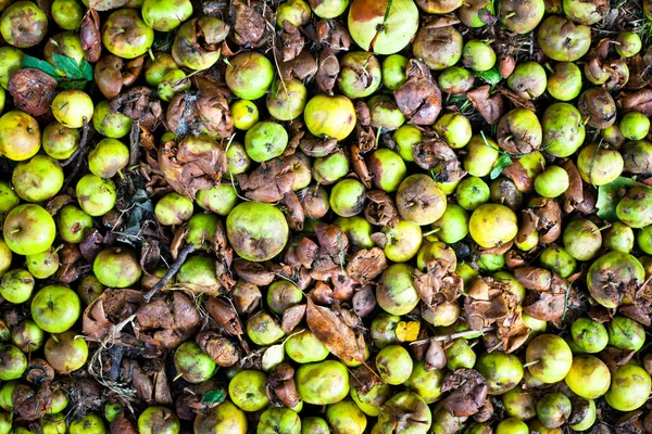 Manzanas caídas — Foto de Stock