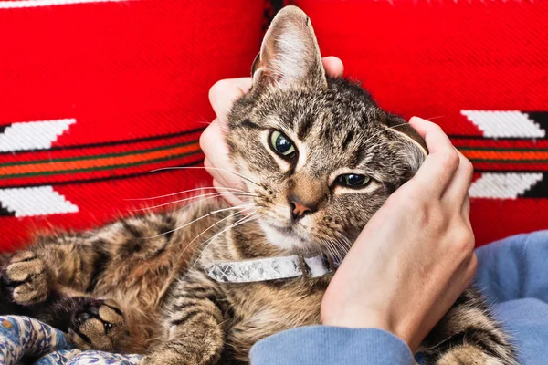 Stroking a cat — Stock Photo, Image