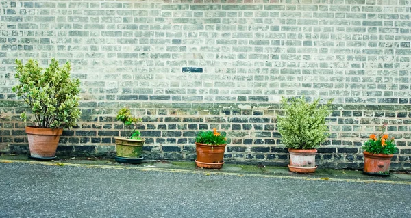 Planten in potten — Stockfoto