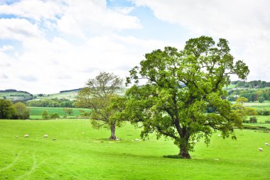 Northumberland