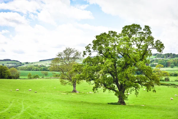 Northumberland — Foto de Stock