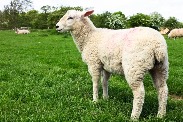 Sheep in field — Stock Photo, Image