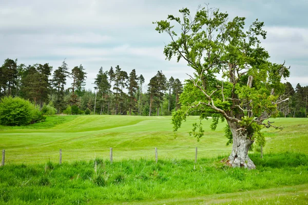 Northumberland scen — Stockfoto