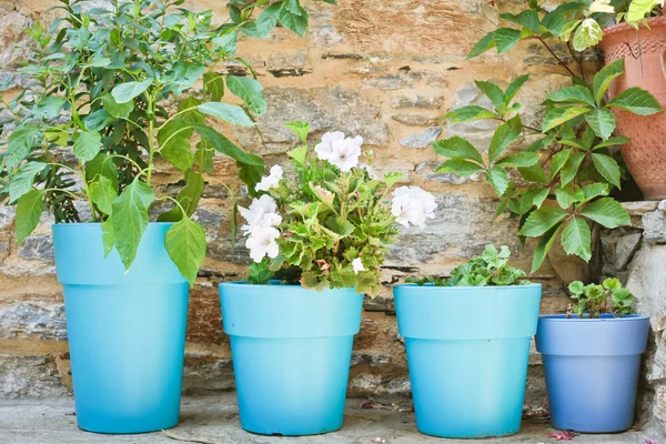 Plant pots — Stock Photo, Image