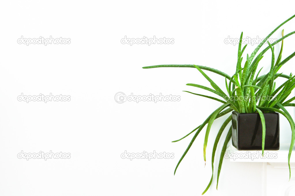 House plant