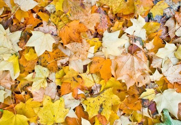 Herbstblätter — Stockfoto