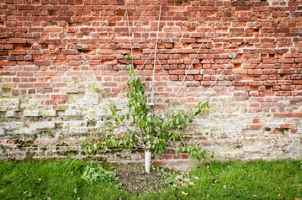 Árbol de pera — Foto de Stock