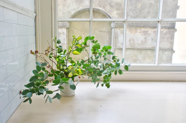 House plant — Stock Photo, Image