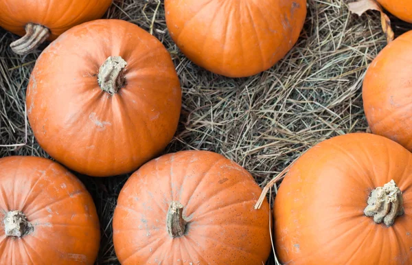 Pumpkins — Stock Photo, Image