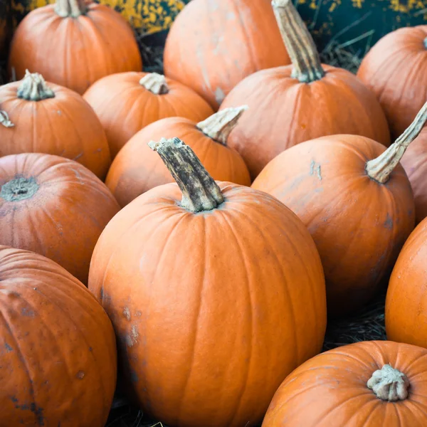 Pumpkins — Stock Photo, Image