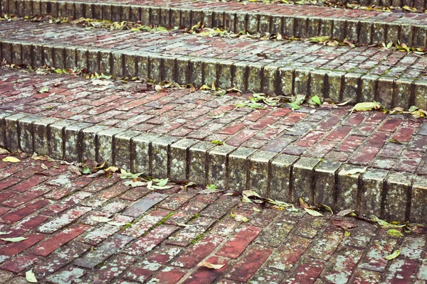 Blätter auf Stufen — Stockfoto