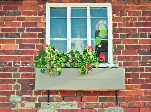 Pelargonia — Zdjęcie stockowe