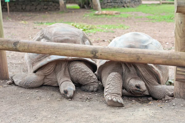 Giant tortoises — Stock Photo, Image