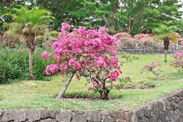 Bougainvillea — Stock Photo, Image