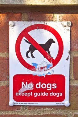 köpek yok