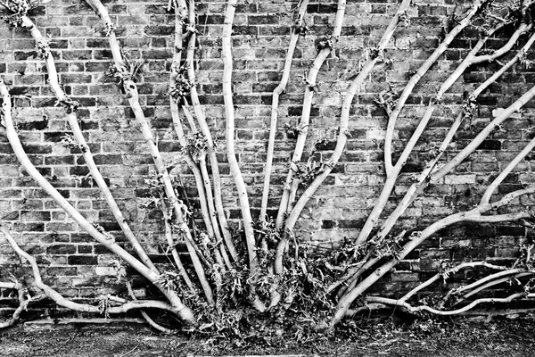 Branches d'arbres — Photo