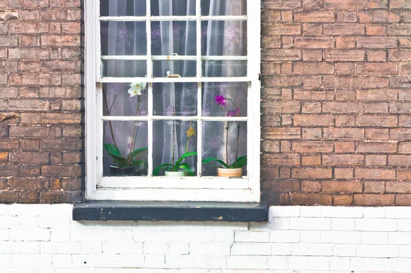 ウィンドウの蘭の花 — ストック写真