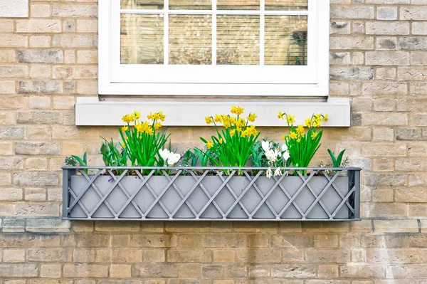 Daffodils — Stock Photo, Image