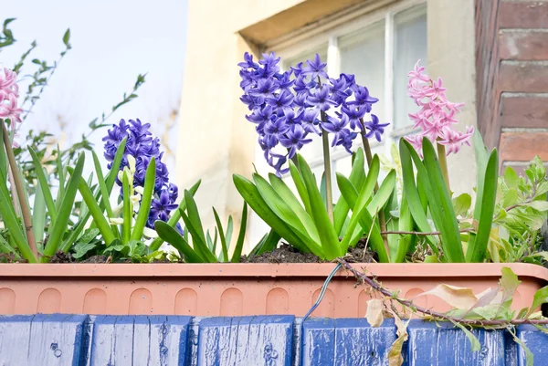 Hyacinths — Stock Photo, Image