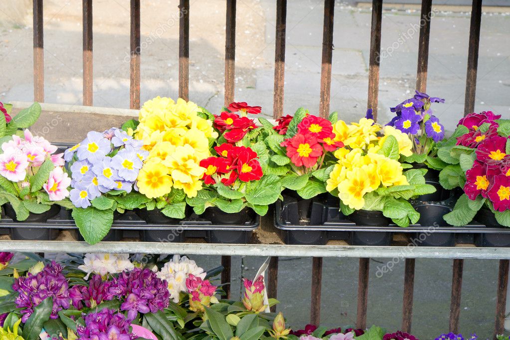 Bedding Plants Stock Photo Trgowanlock 43532625 Bedding Plants Stock Photo