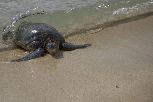 Морская Черепаха Выходит Воды Пляже Пойпу Острове Кауаи 8062 — стоковое фото