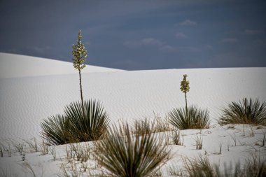 New Mexico 'daki White Sands Ulusal Parkı' ndaki Soaptree Yucca Bitkileri
