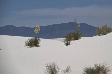 New Mexico 'daki White Sands Ulusal Parkı' ndaki Soaptree Yucca Bitkileri