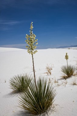 New Mexico 'daki White Sands Ulusal Parkı' ndaki Soaptree Yucca Bitkileri