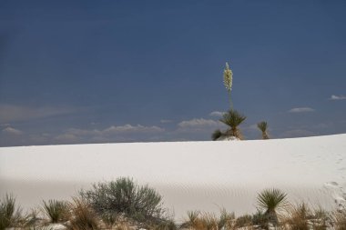 New Mexico 'daki White Sands Ulusal Parkı' ndaki Soaptree Yucca Bitkileri