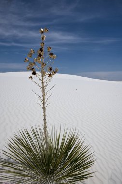 New Mexico 'daki White Sands Ulusal Parkı' ndaki Soaptree Yucca Bitkileri